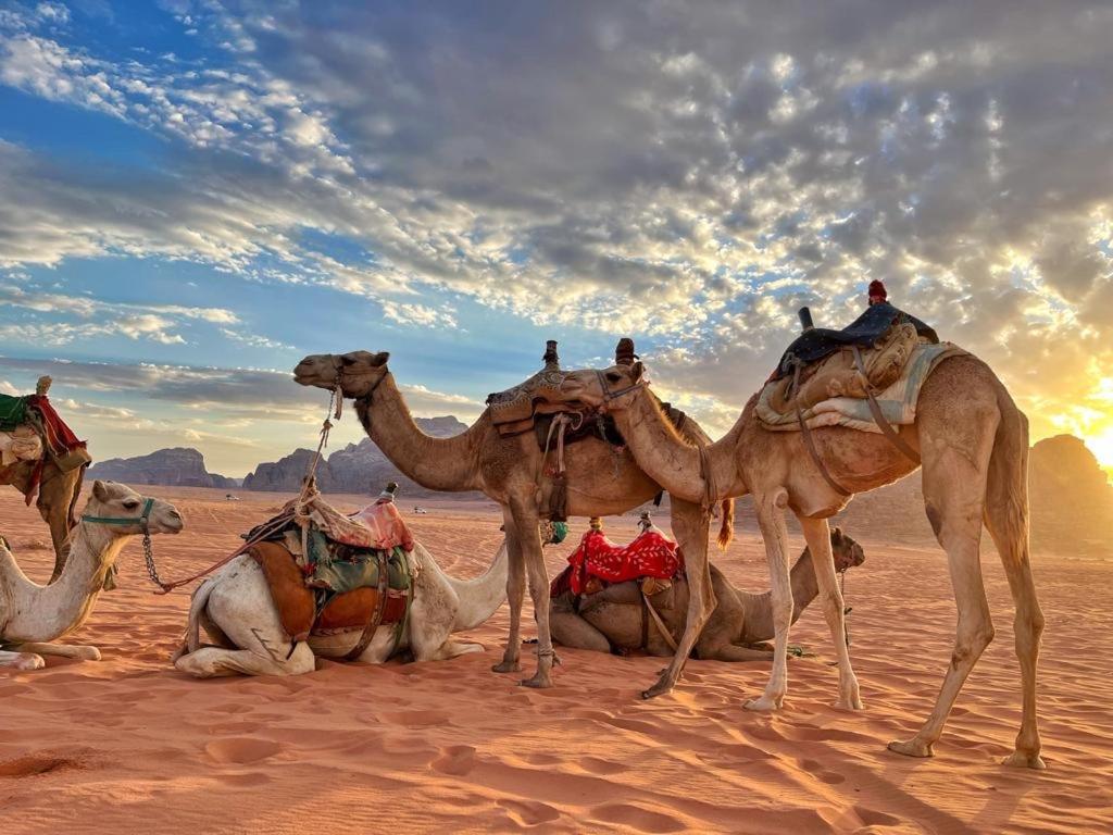 Rum Jordan Camp And Tours Wadi Rum Esterno foto